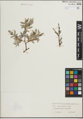 Foto von Salix lapponum L. x Salix repens L.